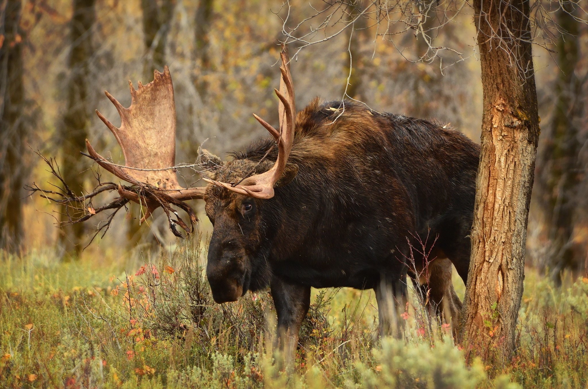 Cute Moose Desktop Wallpapers