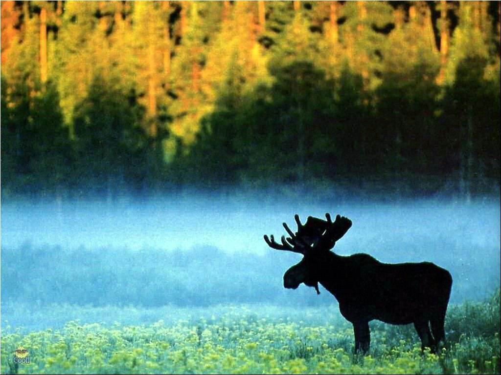 Cute Moose Desktop Wallpapers