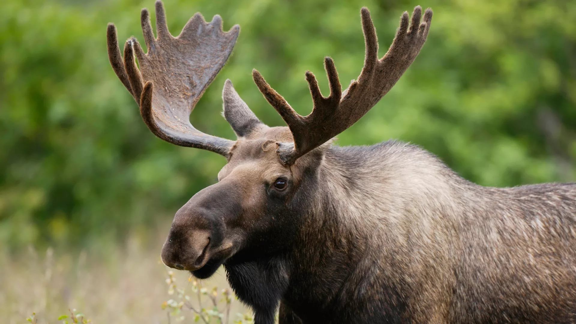 Cute Moose Desktop Wallpapers