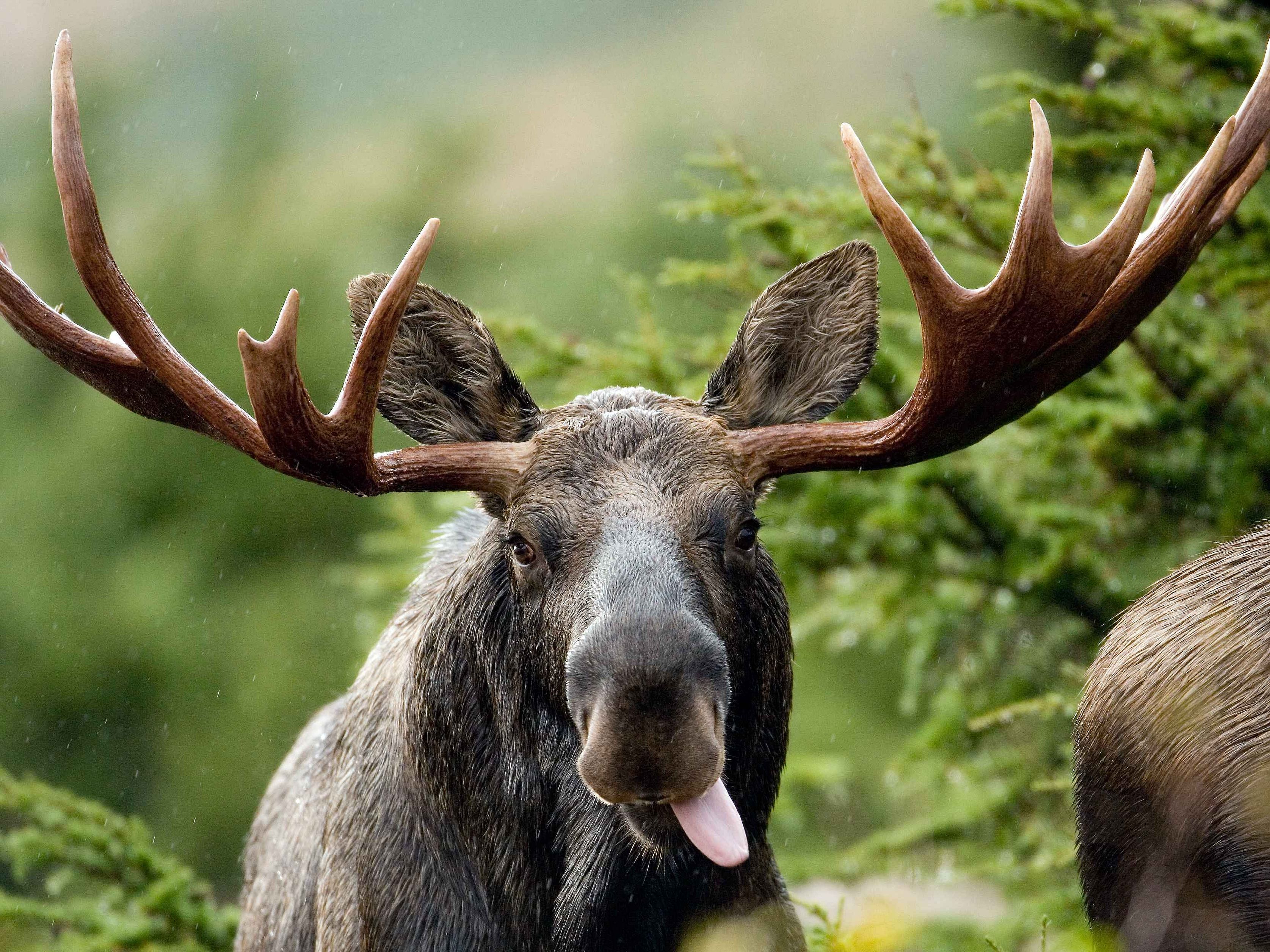 Cute Moose Wallpapers Wallpapers