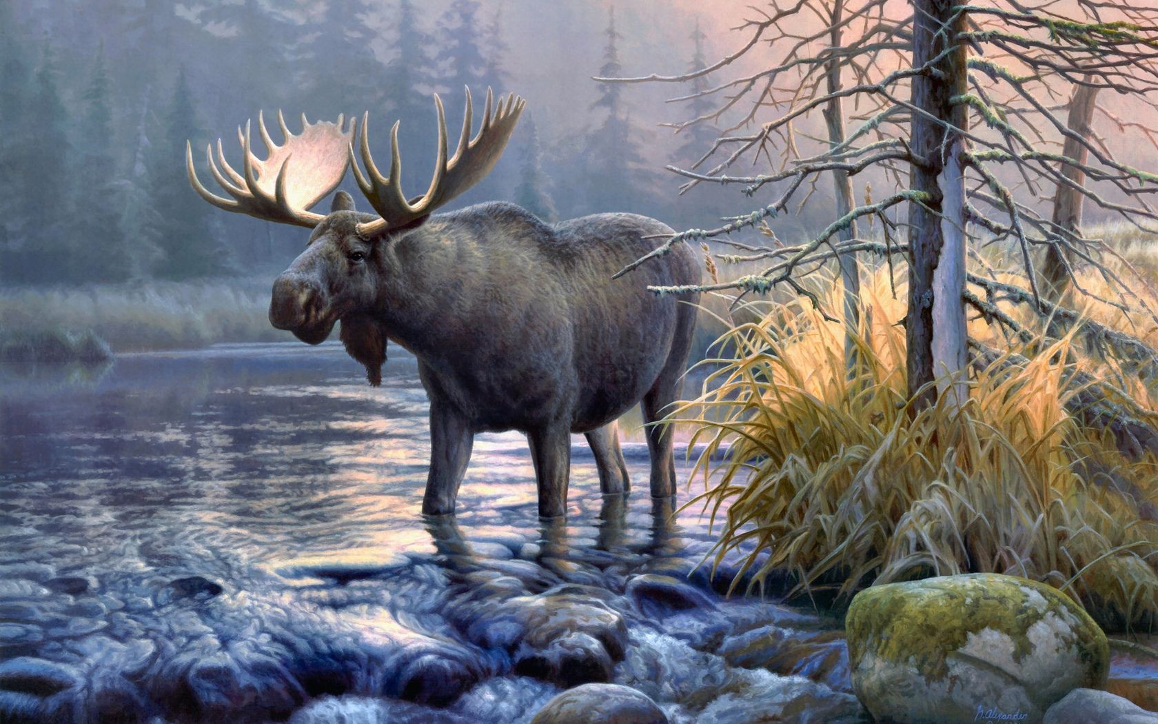 Cute Moose Wallpapers Wallpapers