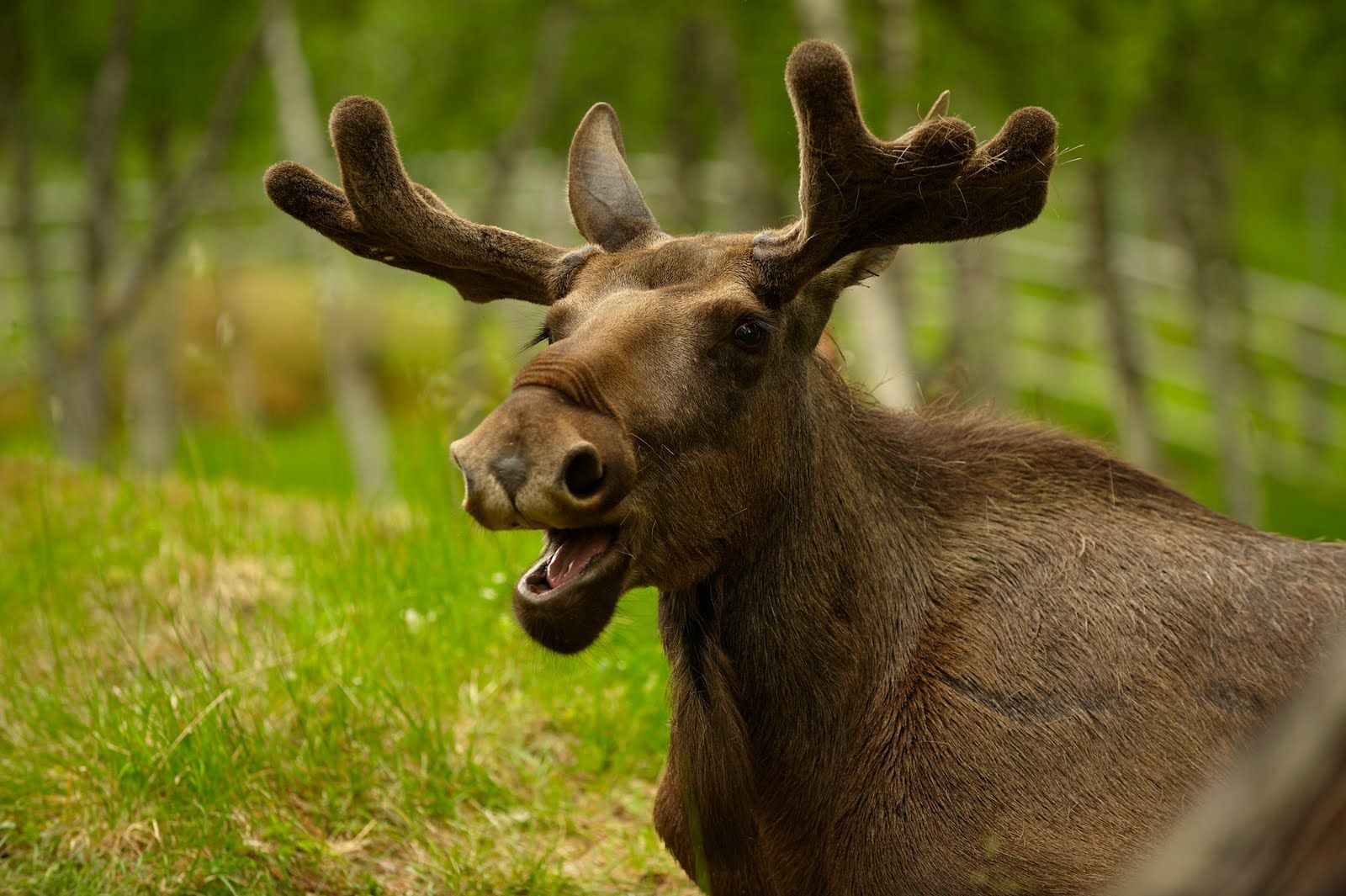 Cute Moose Wallpapers Wallpapers