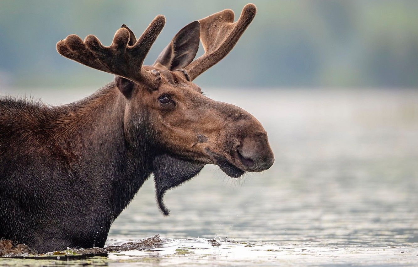 Cute Moose Wallpapers Wallpapers