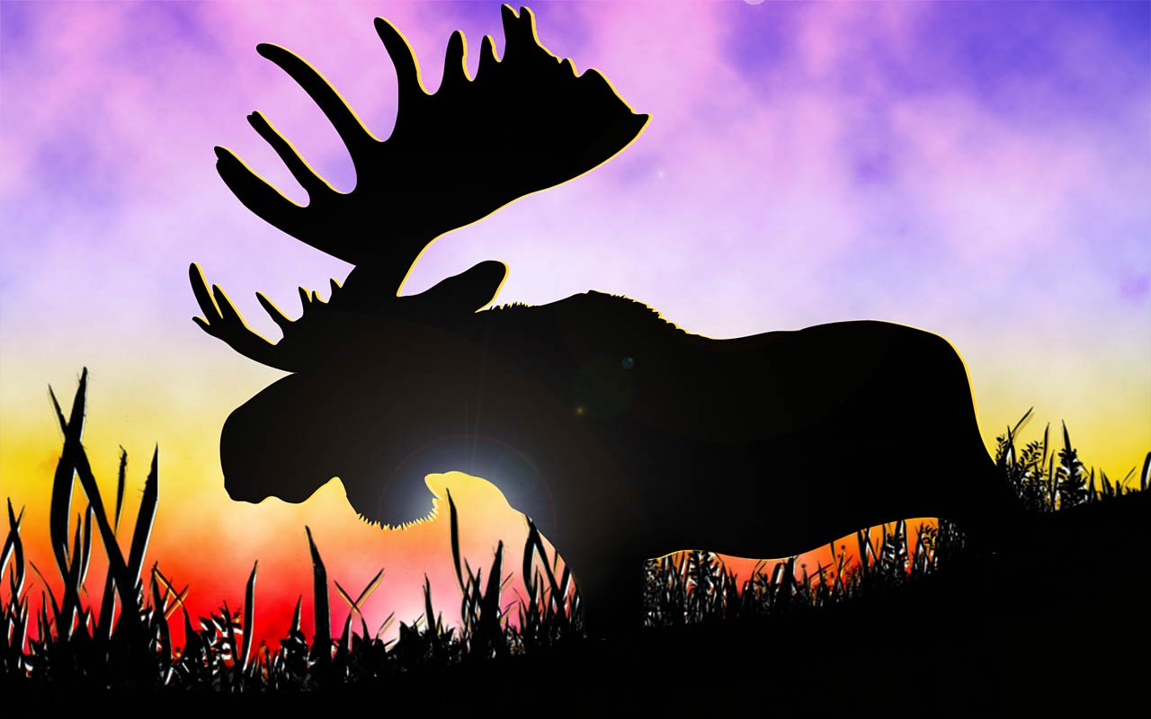 Cute Moose Wallpapers Wallpapers