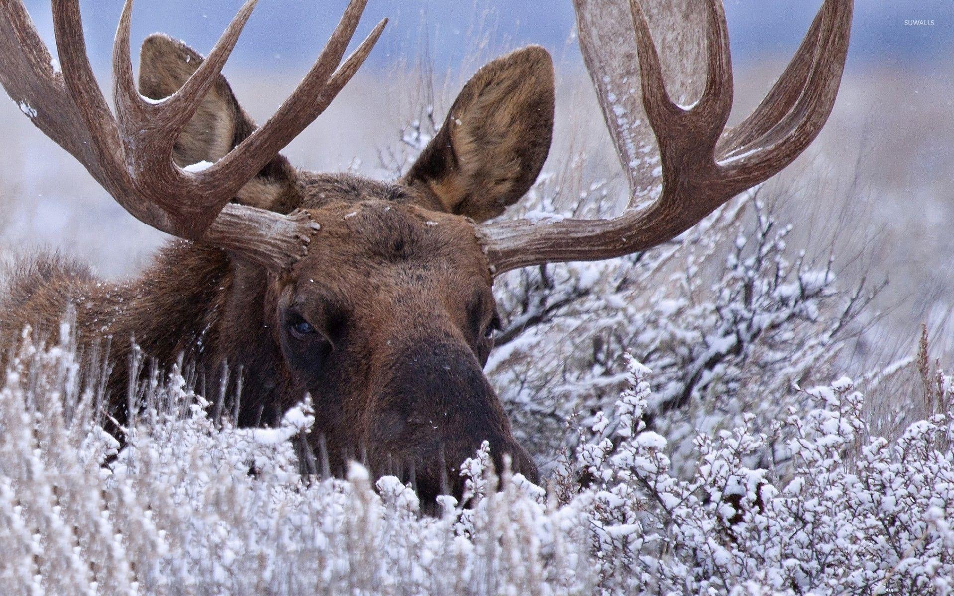 Cute Moose Wallpapers Wallpapers