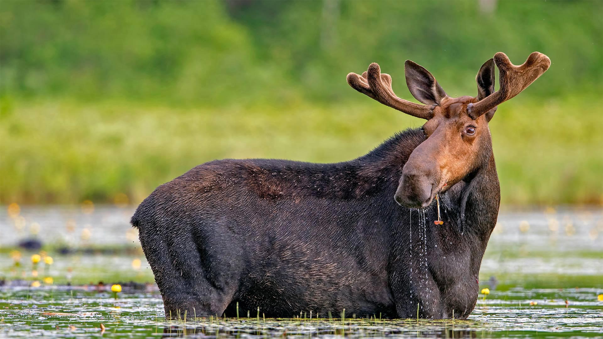 Cute Moose Wallpapers Wallpapers