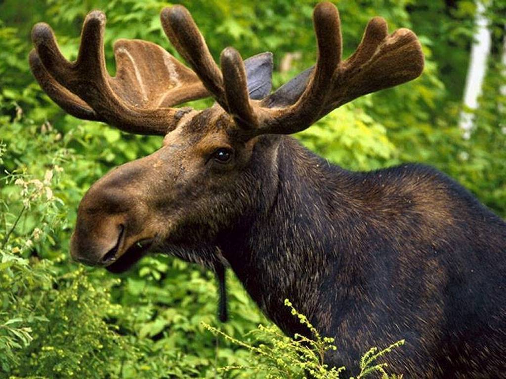 Cute Moose Wallpapers Wallpapers