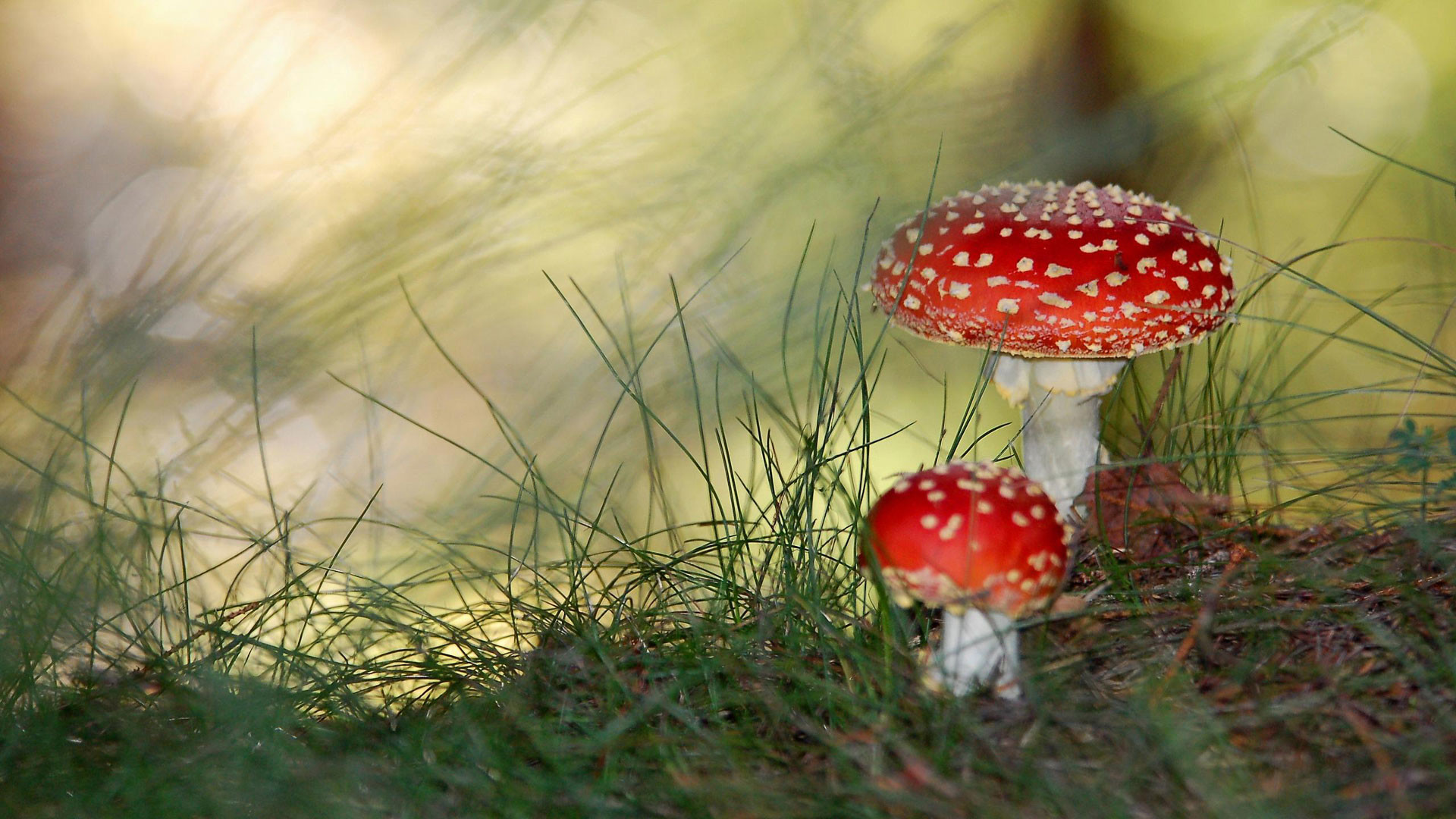 Cute Mushroom Wallpapers