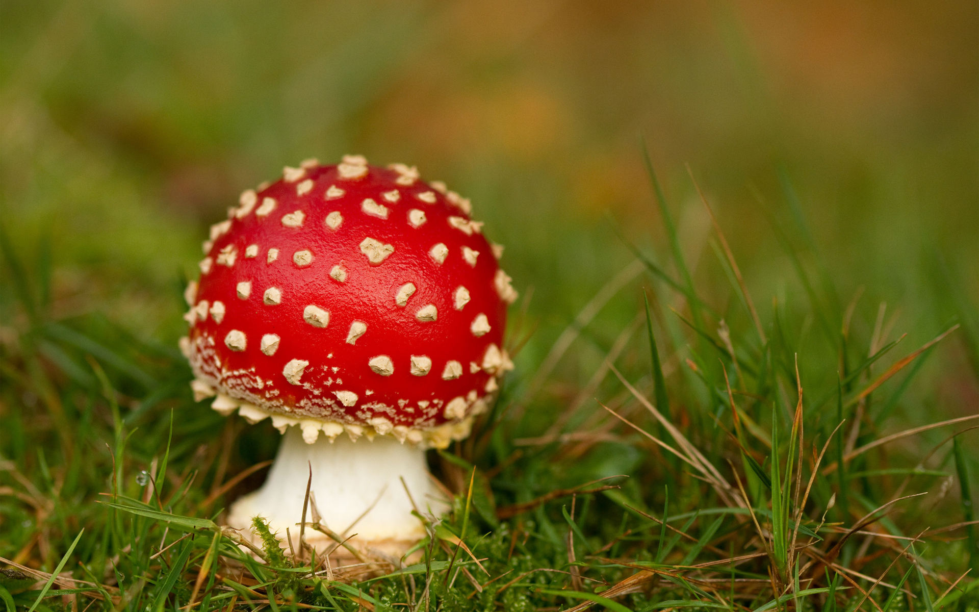 Cute Mushroom Wallpapers