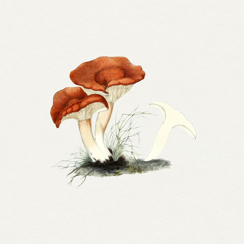 Cute Mushroom Wallpapers