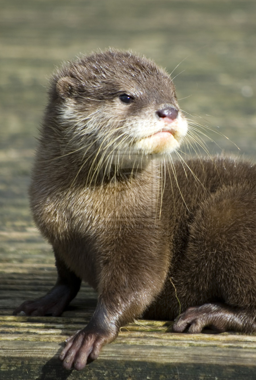 Cute Otter Wallpapers Wallpapers