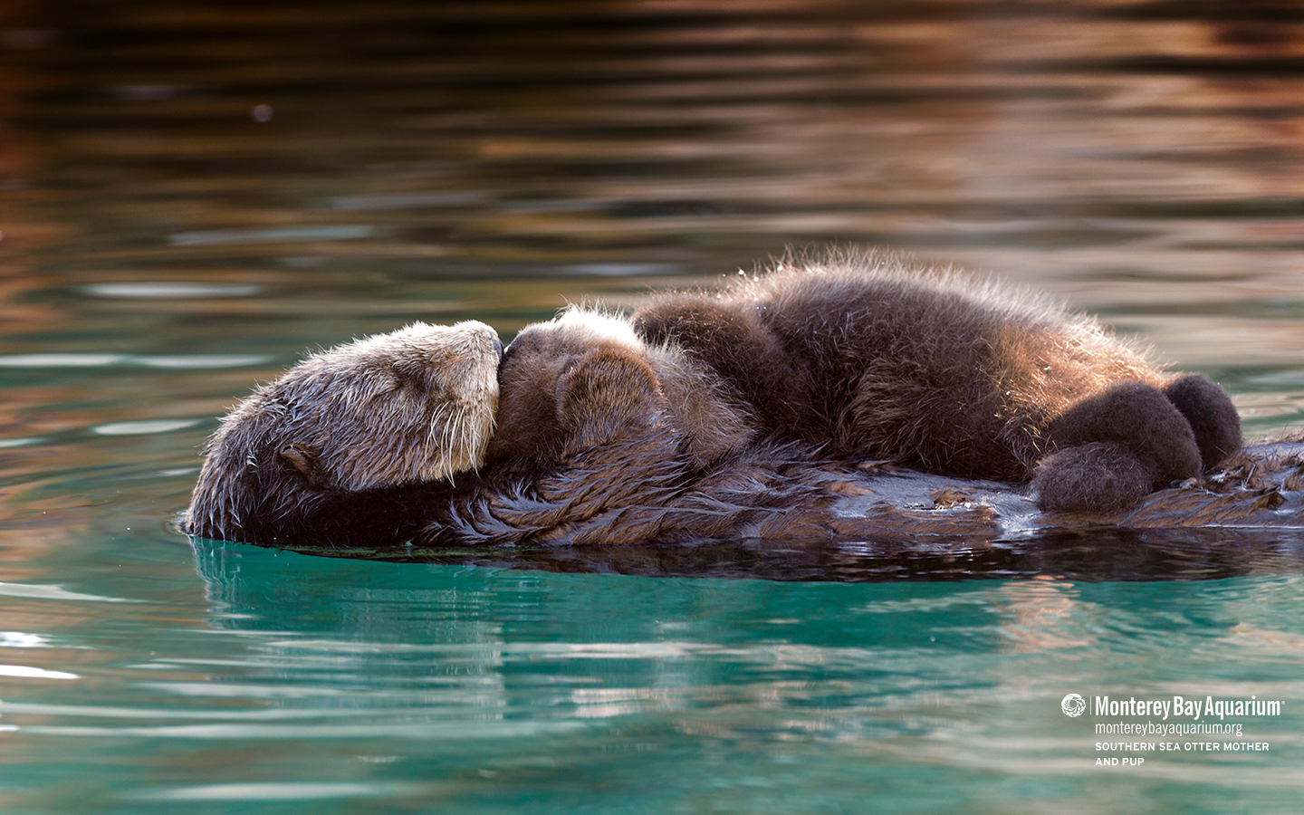 Cute Otter Wallpapers Wallpapers