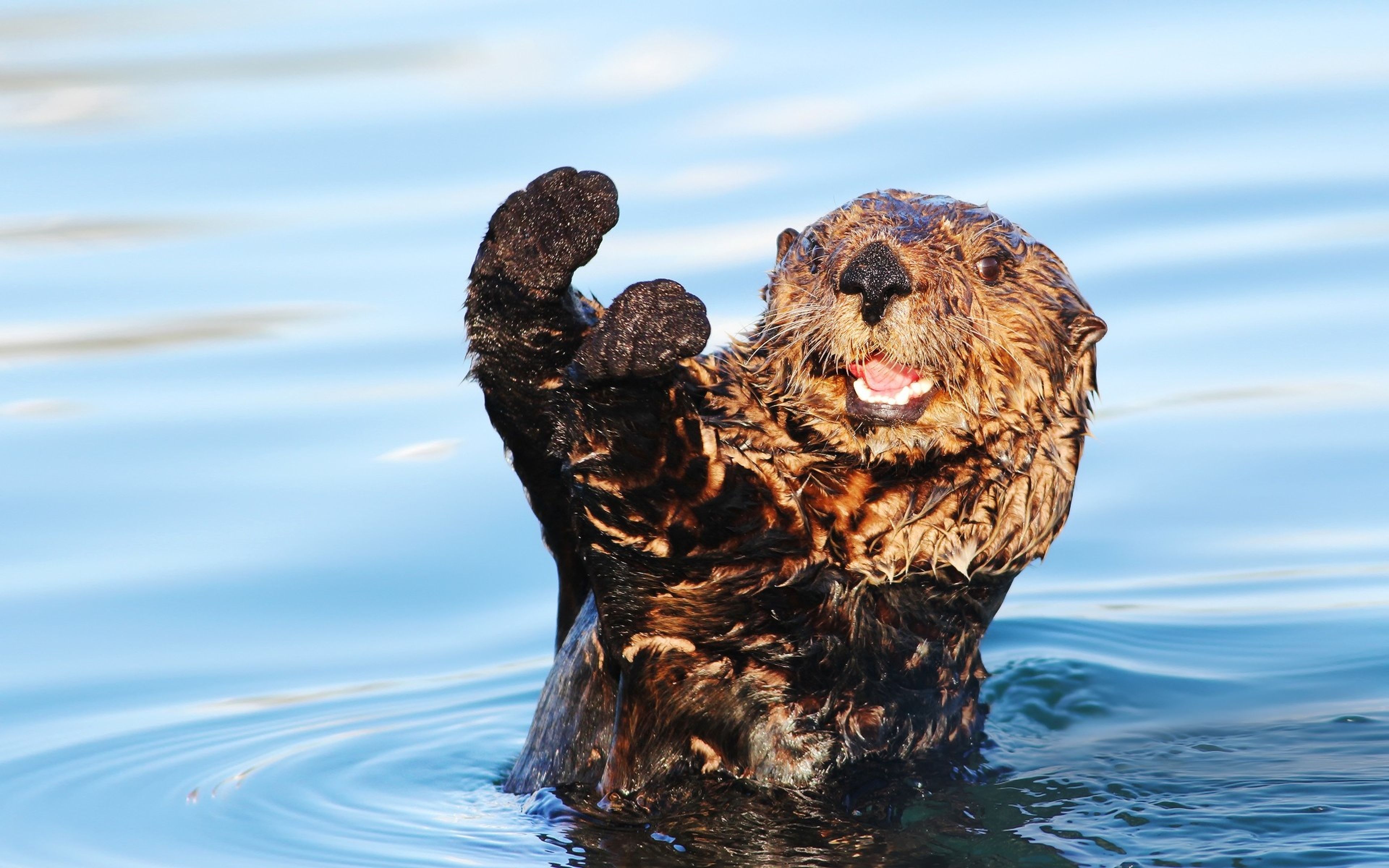 Cute Otters Wallpapers