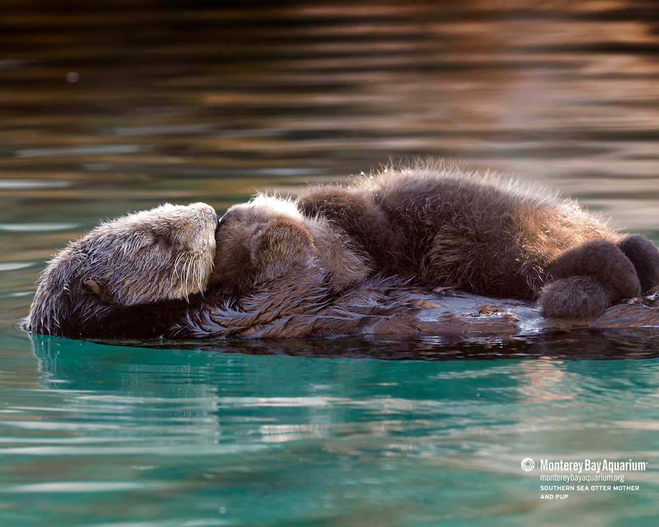 Cute Otters Wallpapers