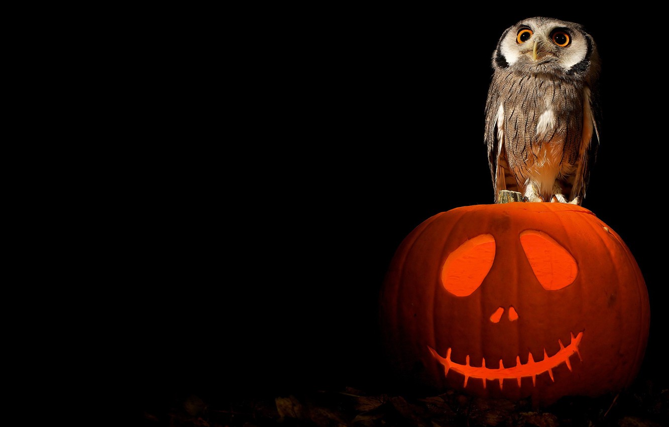 Cute Owl Halloween Wallpapers