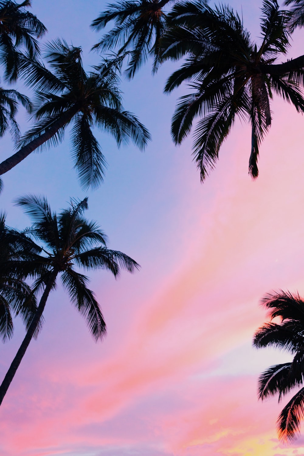 Cute Palm Tree Wallpapers Wallpapers