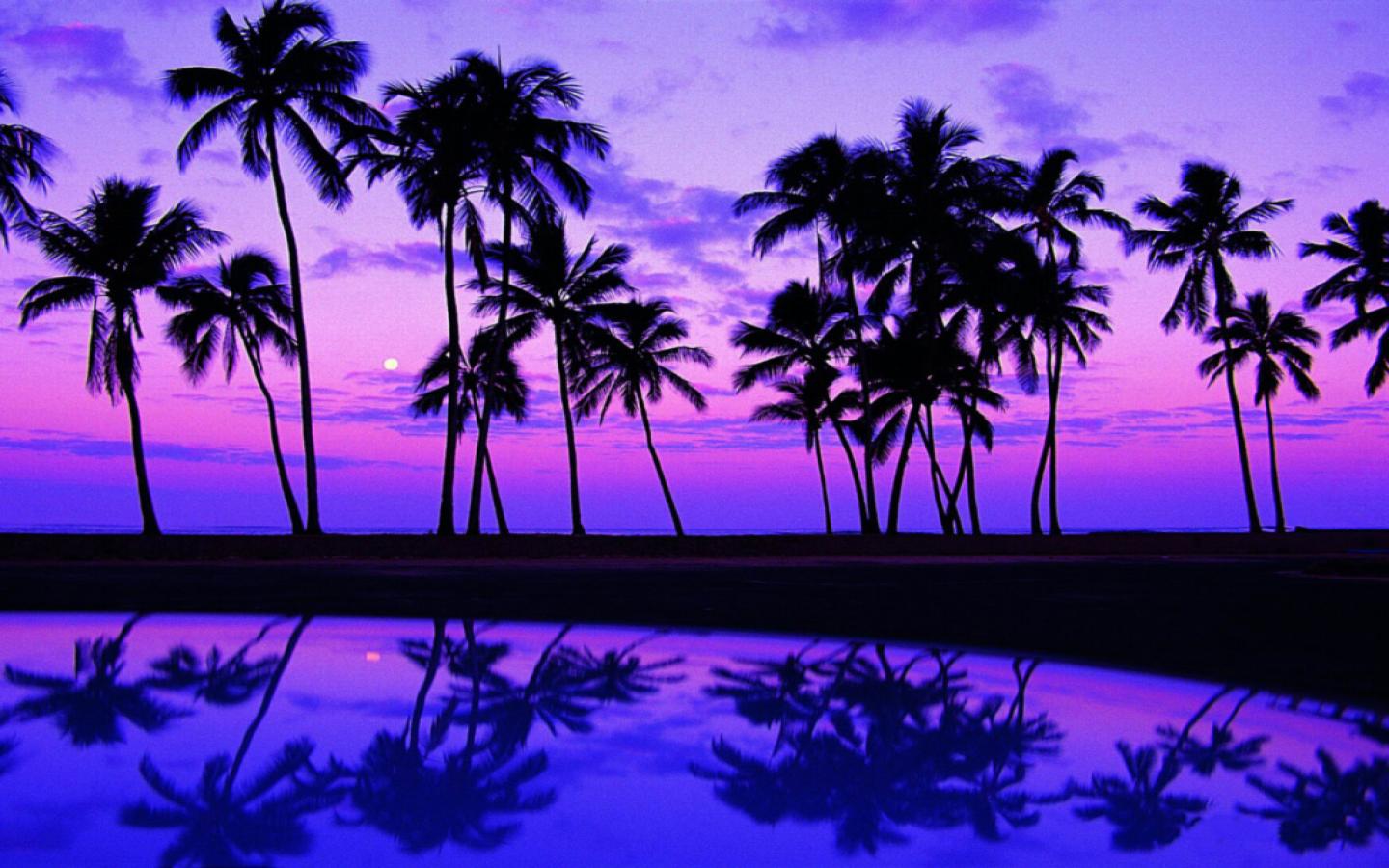 Cute Palm Tree Wallpapers Wallpapers