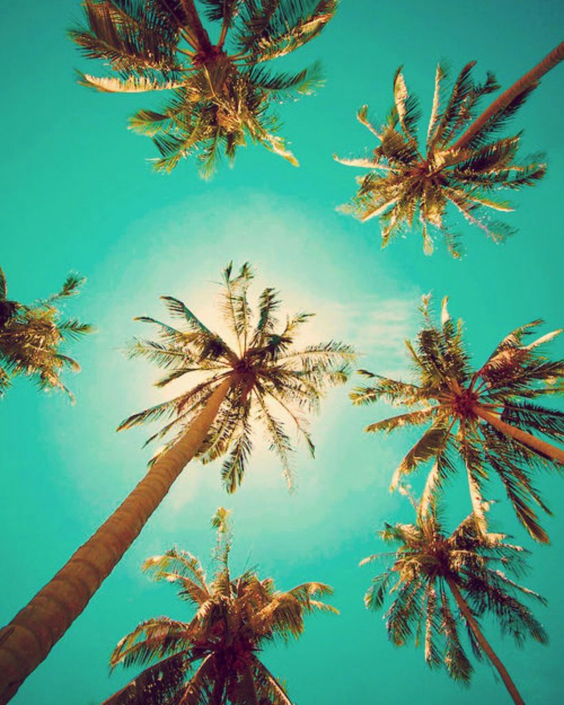 Cute Palm Tree Wallpapers Wallpapers