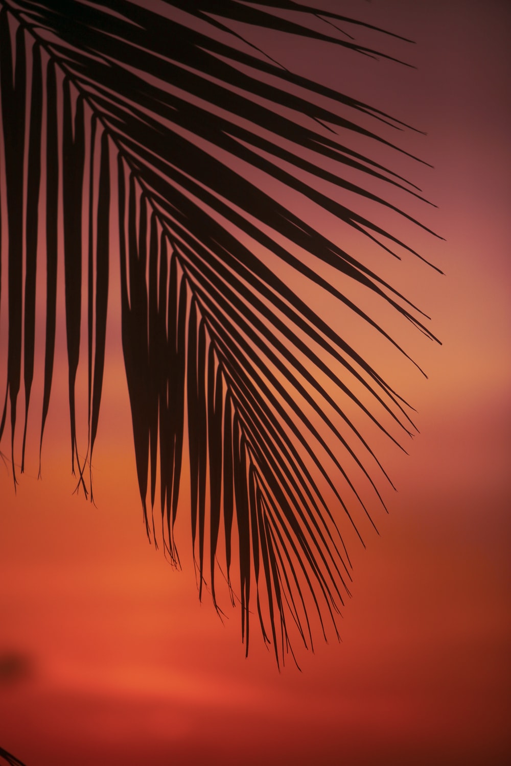 Cute Palm Tree Wallpapers Wallpapers