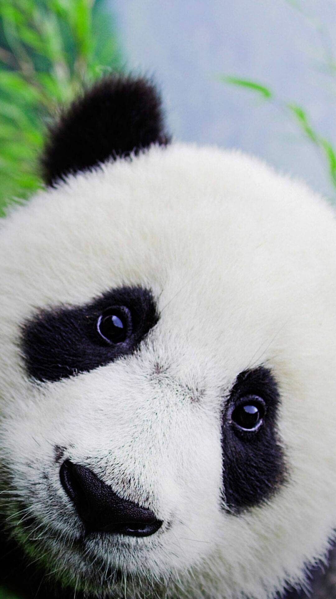 Cute Panda Phone Wallpapers