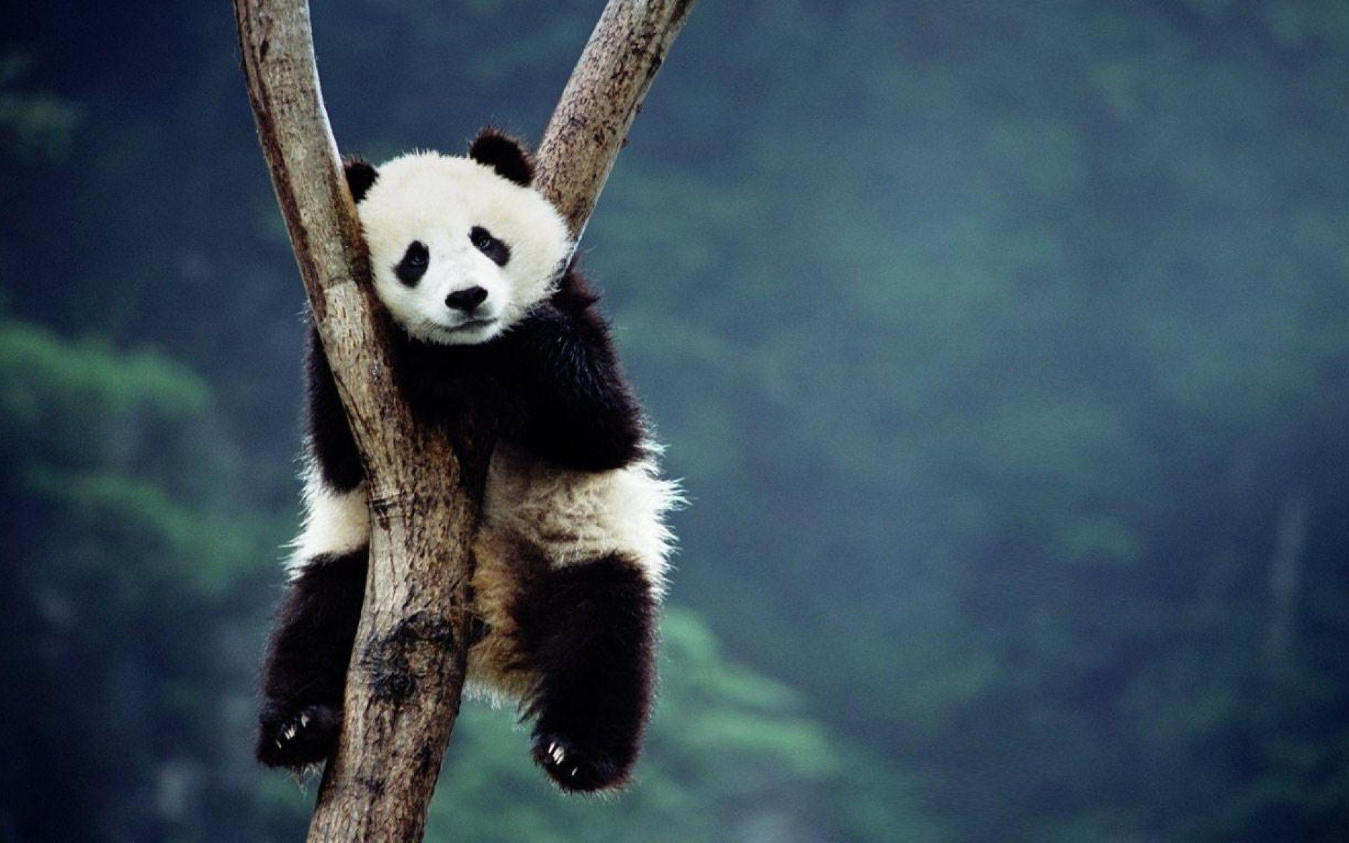 Cute Panda Wallpaper Wallpapers