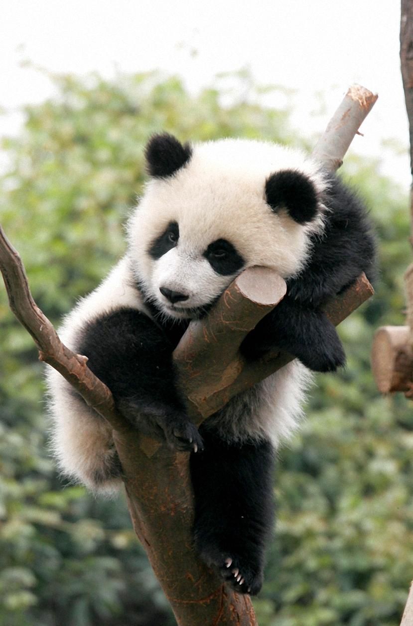 Cute Panda Wallpaper Wallpapers