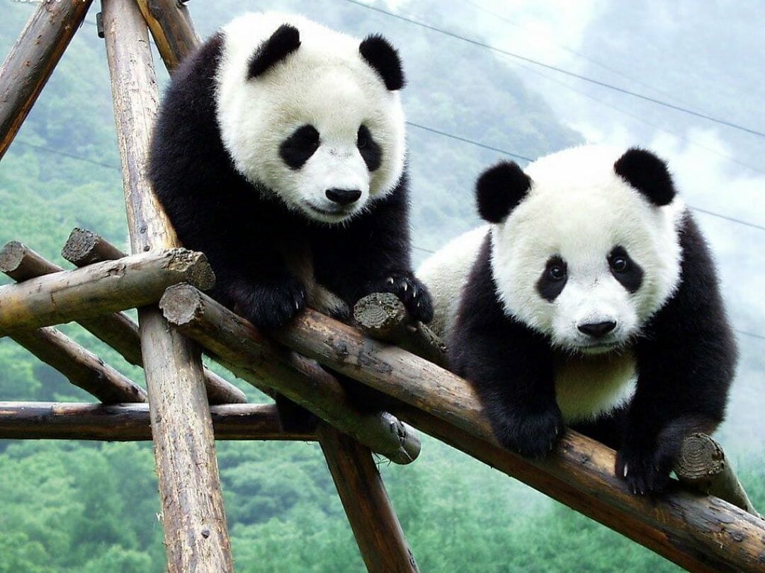 Cute Pandas Wallpapers Wallpapers