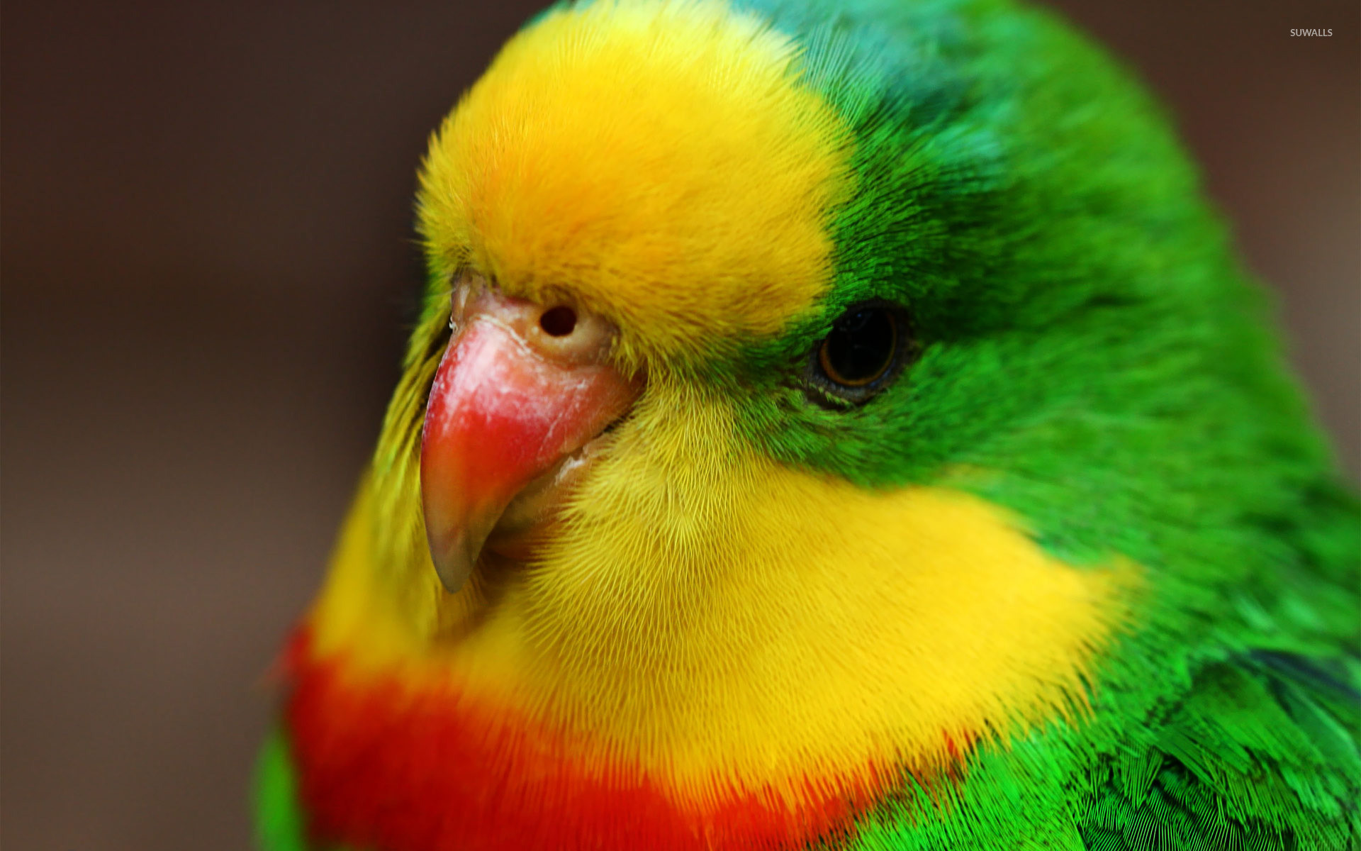 Cute Parrot Wallpapers