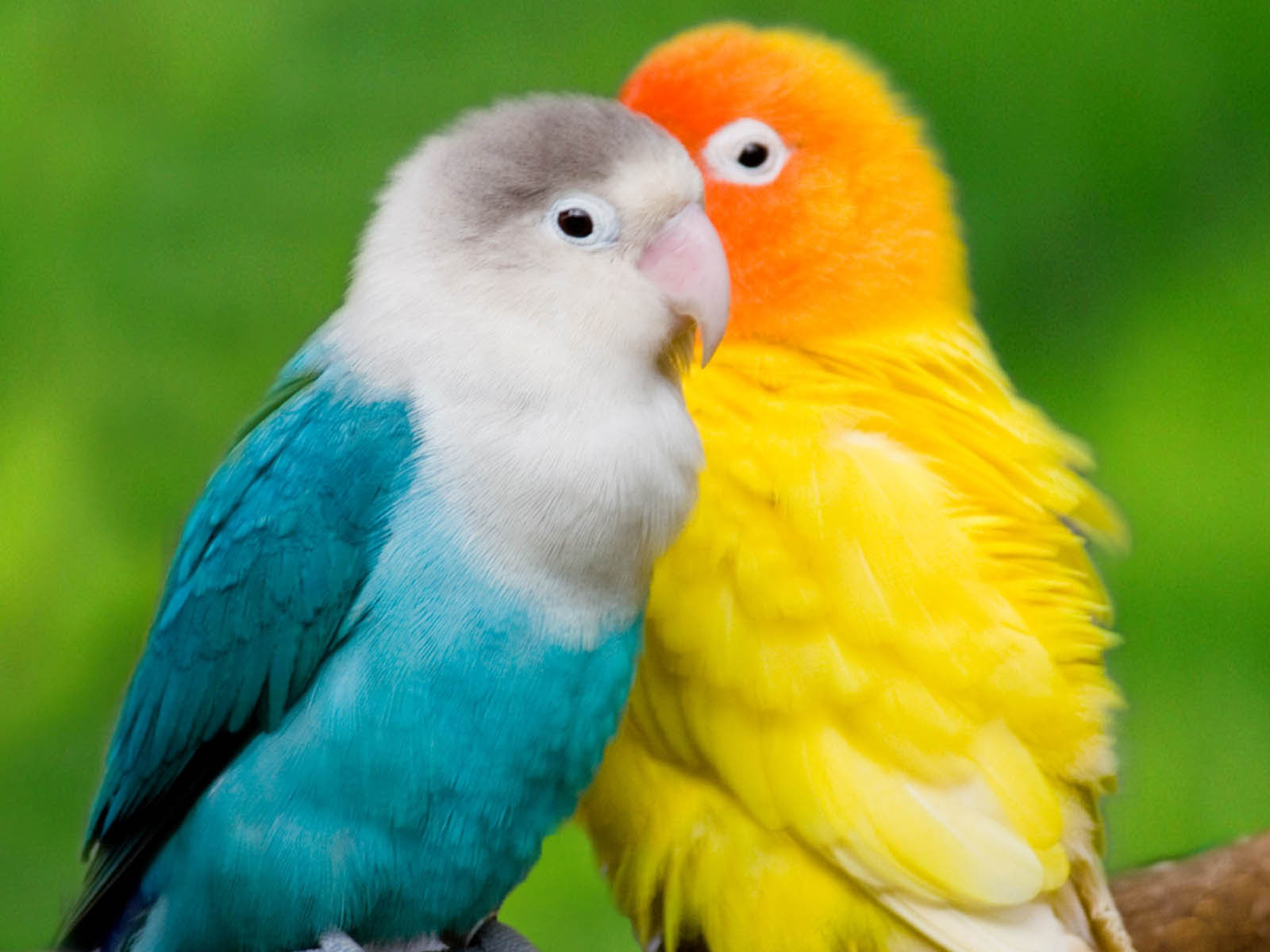 Cute Parrot Wallpapers