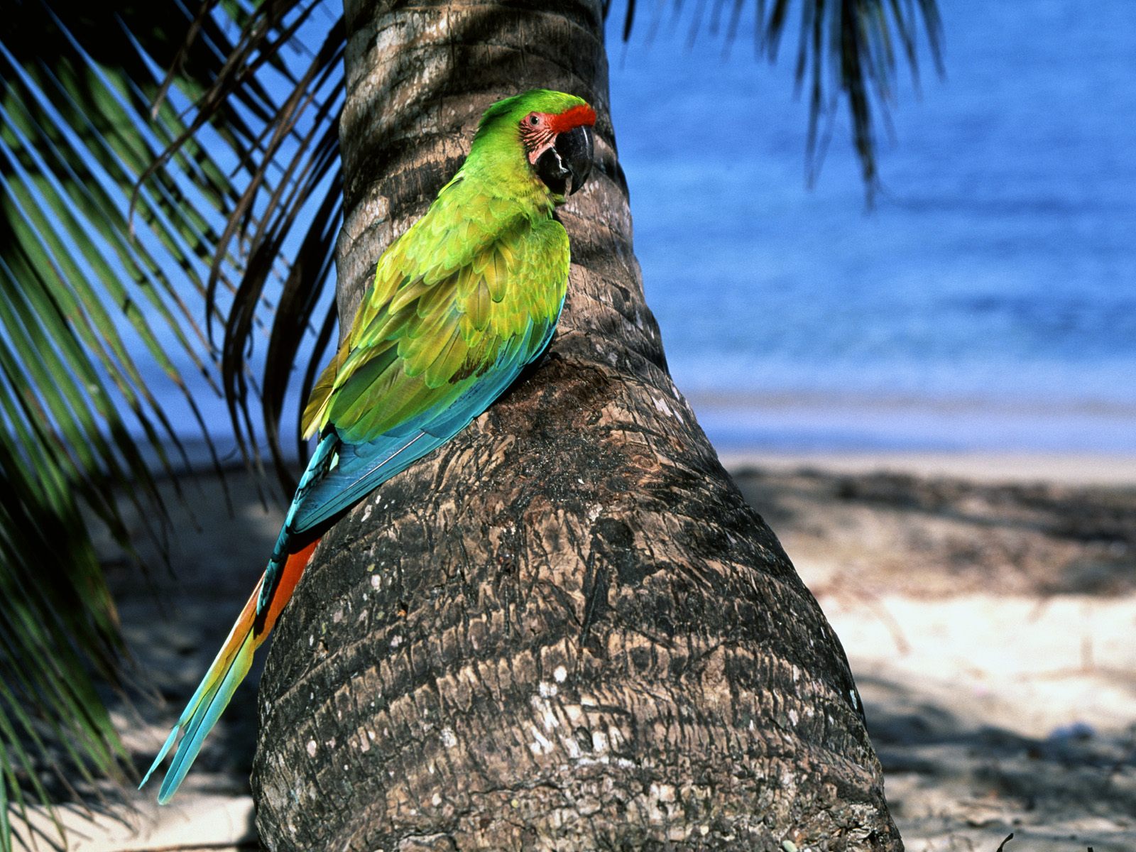 Cute Parrot Wallpapers