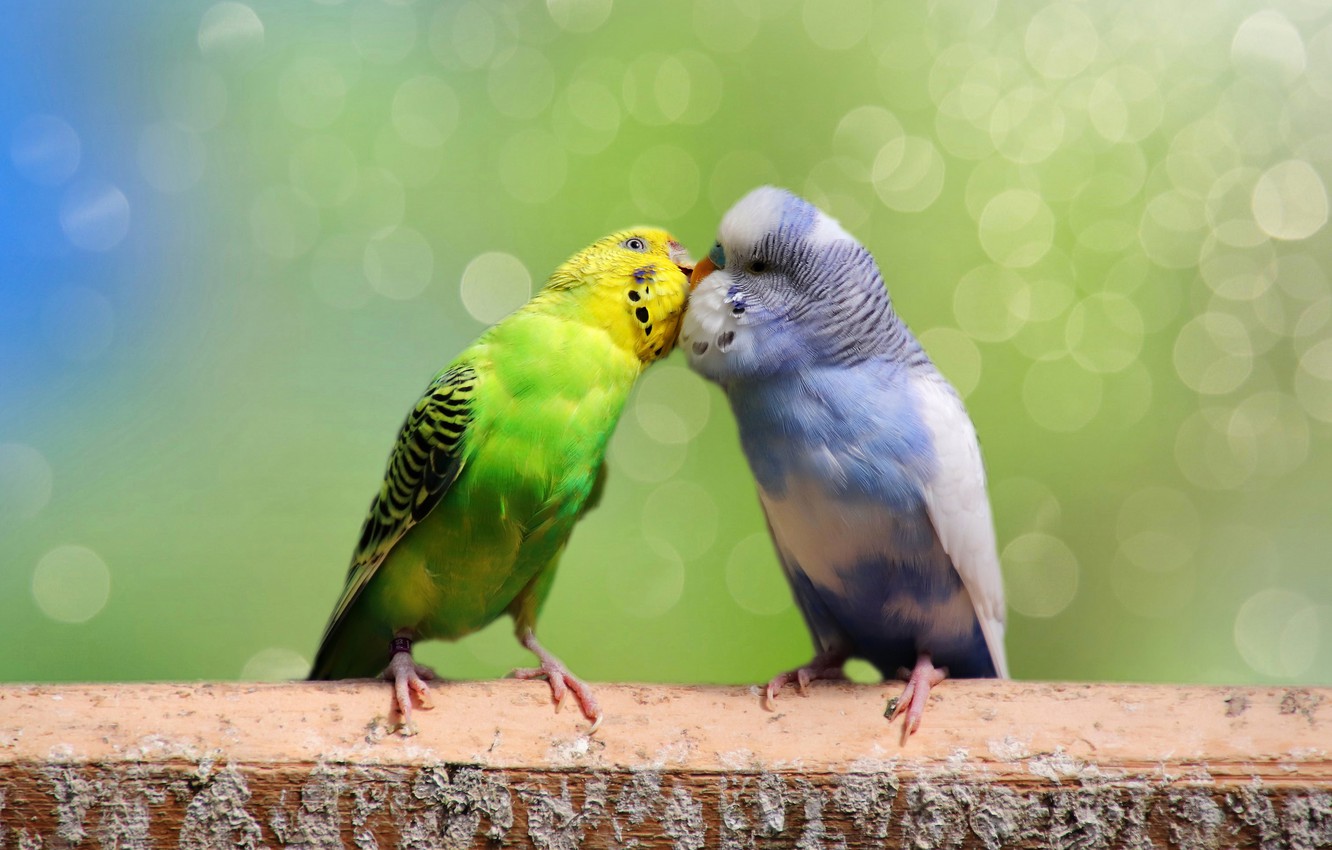 Cute Parrot Wallpapers