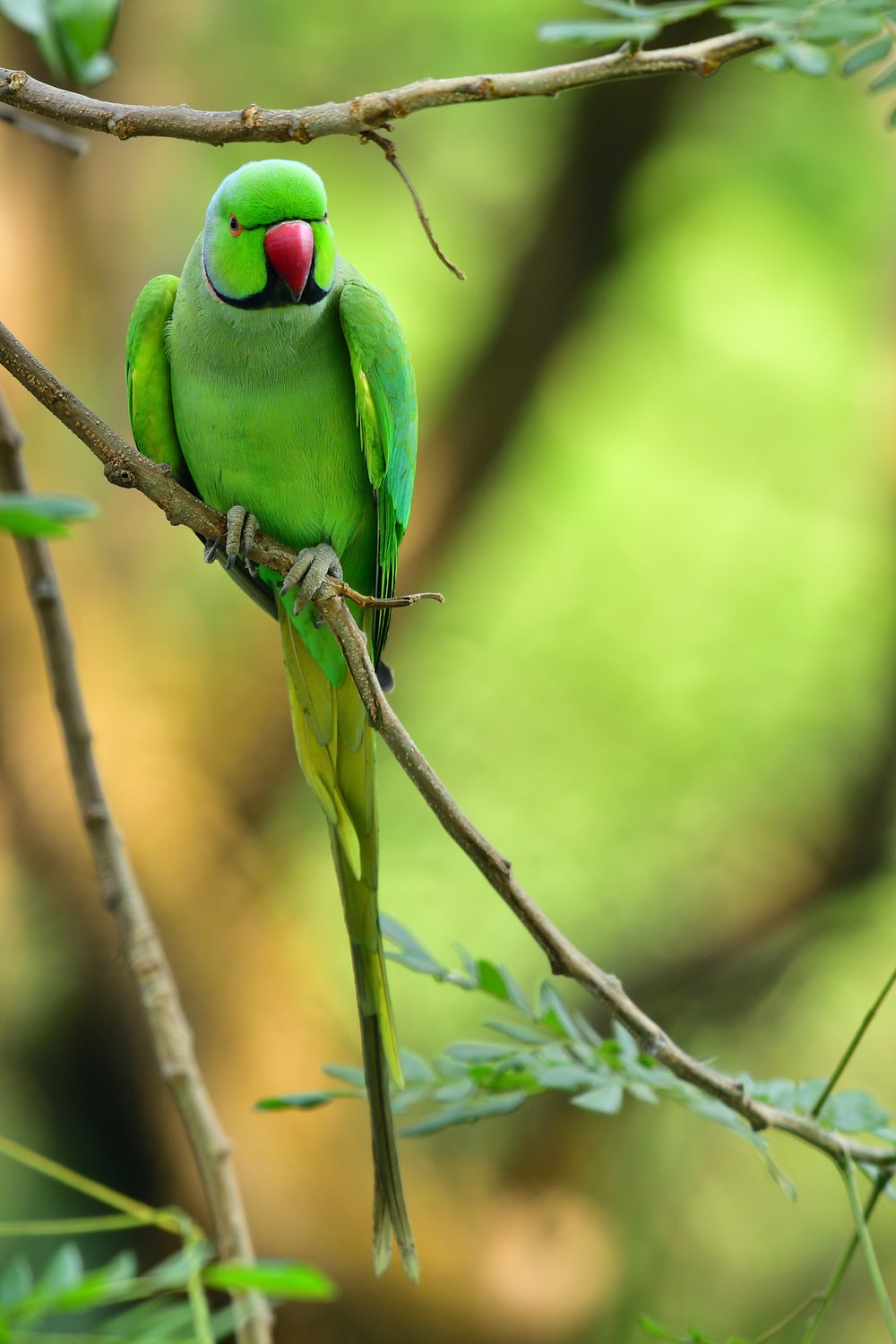 Cute Parrots Wallpapers