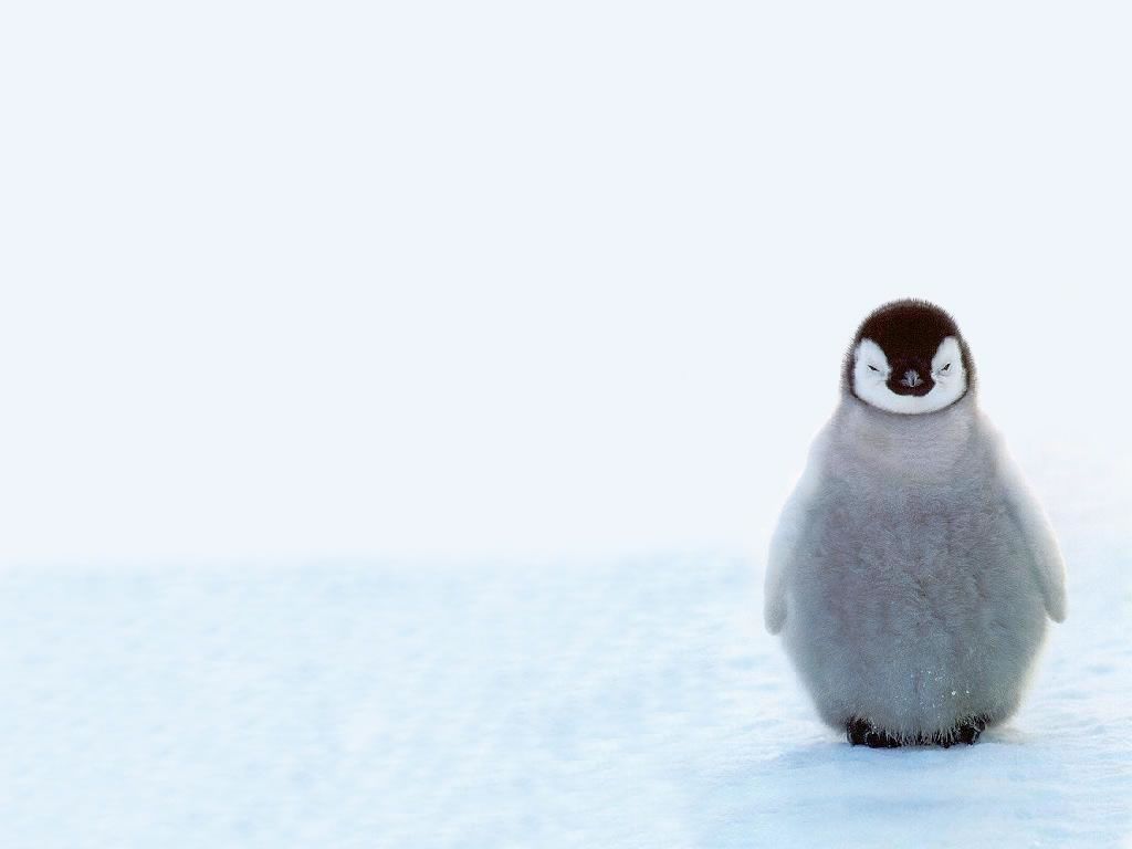 Cute Penguin Wallpapers