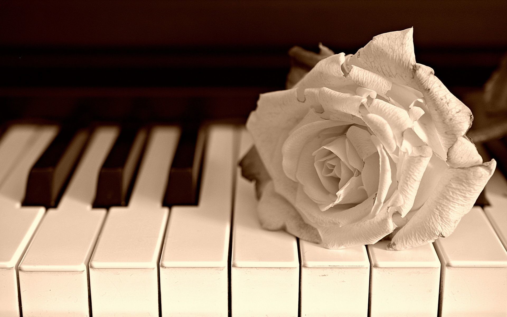 Cute Piano Wallpapers