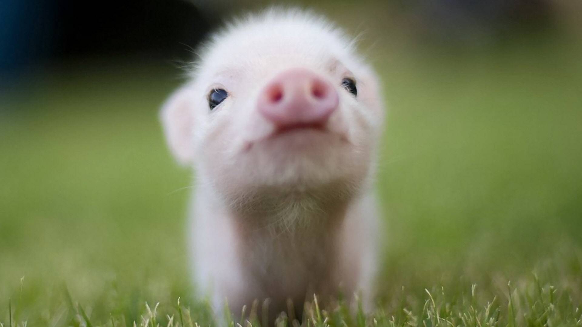 Cute Pig Iphone Wallpapers