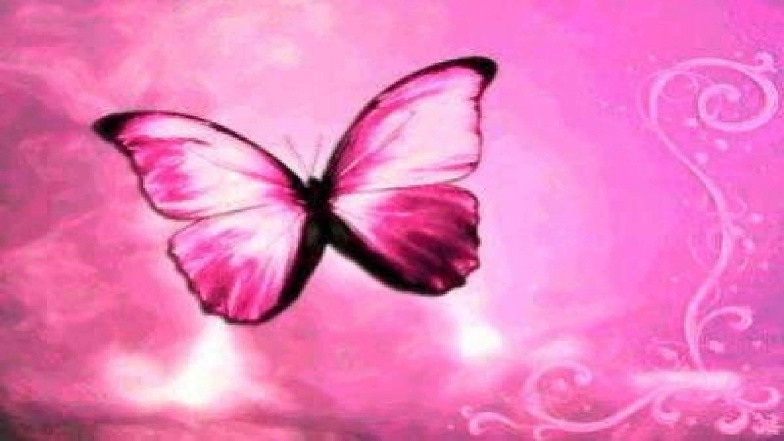 Cute Pink Butterfly Wallpapers