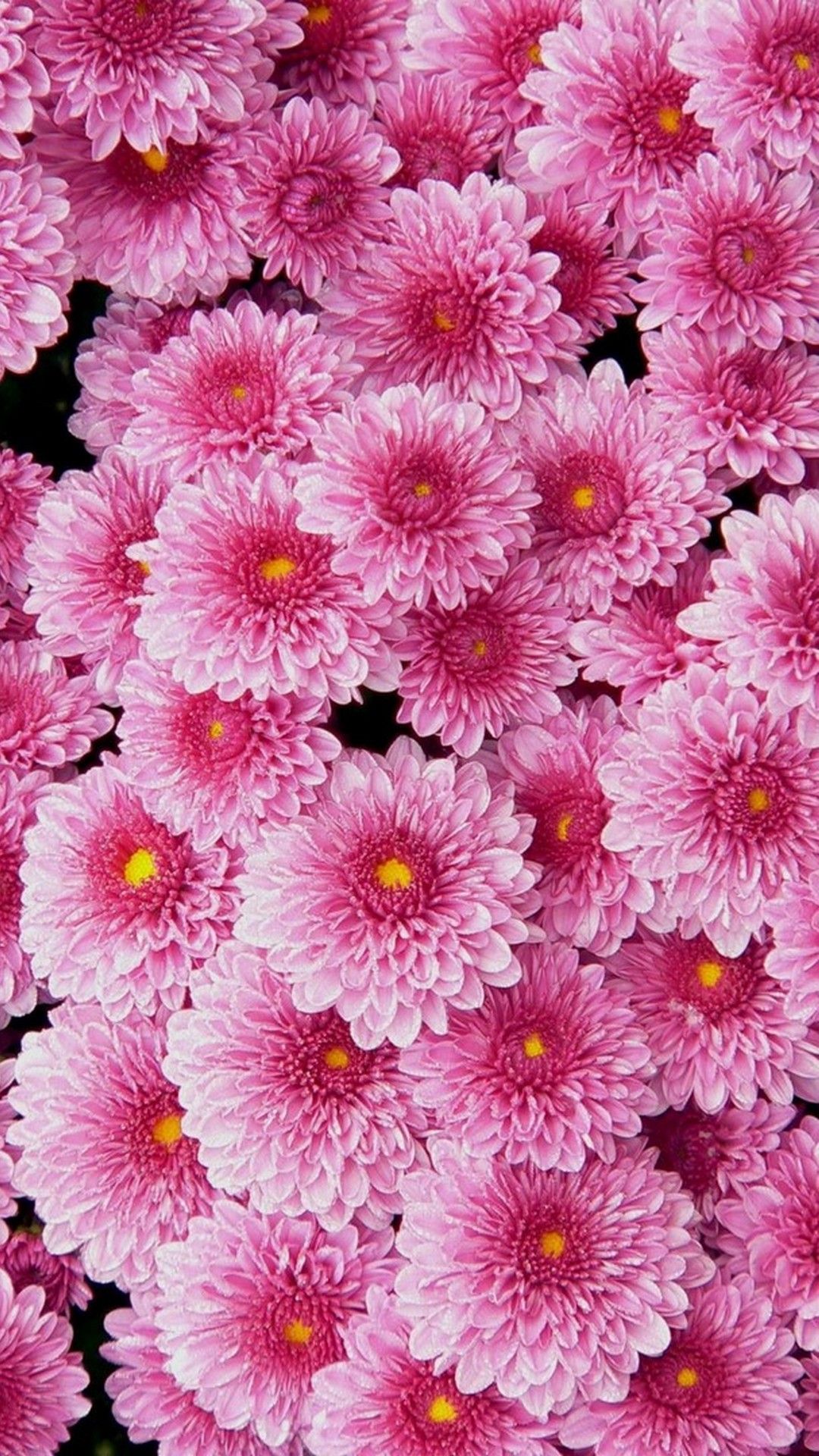 Cute Pink Flower Wallpapers Wallpapers