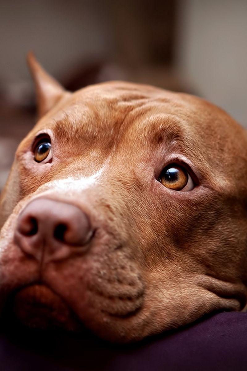 Cute Pitbull Wallpapers