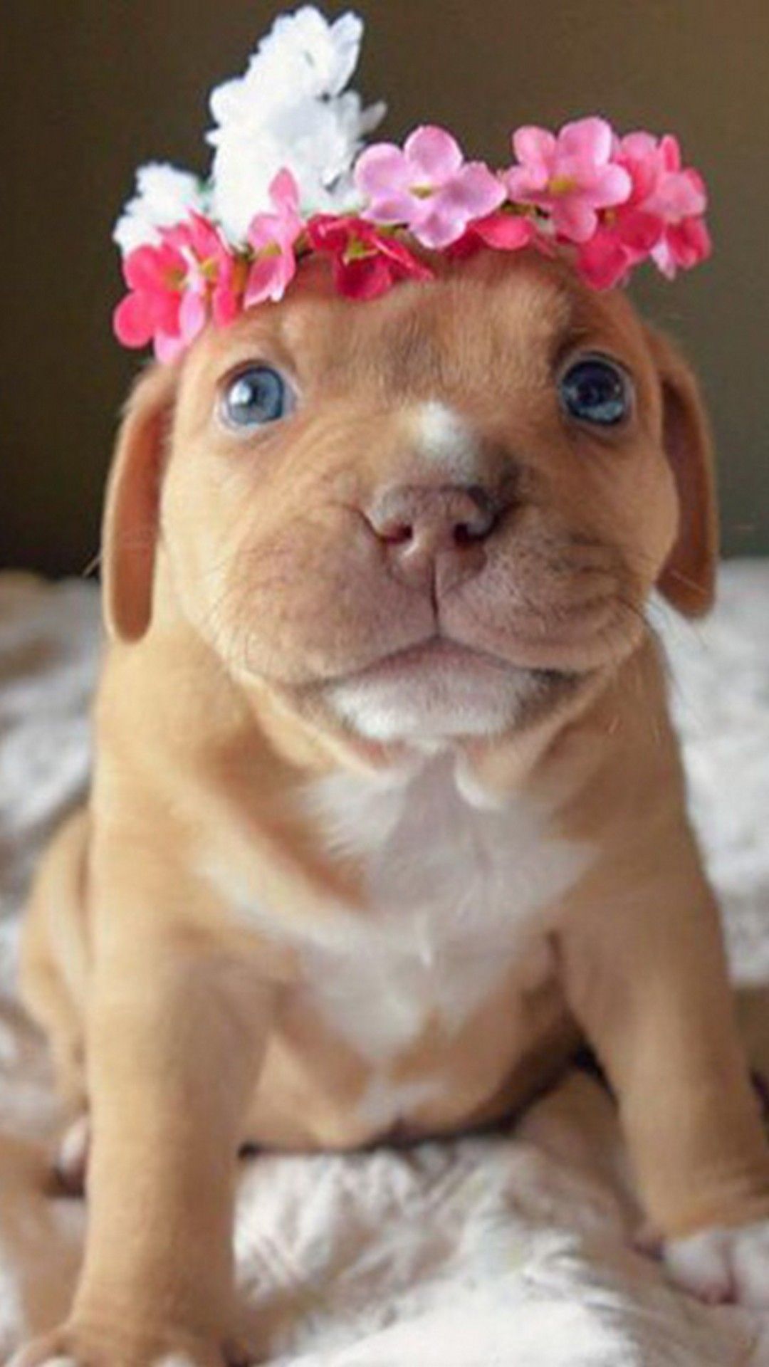 Cute Pitbull Puppies Wallpapers Wallpapers