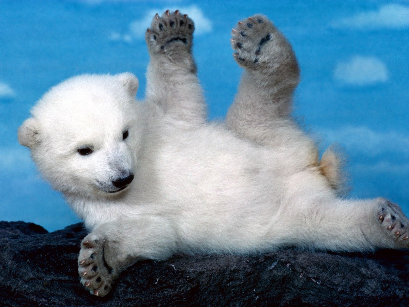 Cute Polar Bear Wallpapers