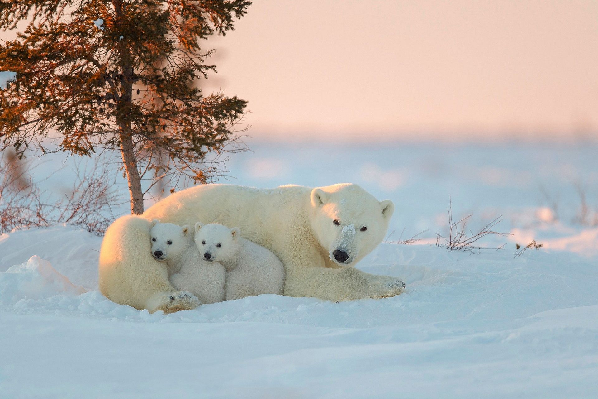 Cute Polar Bear Wallpapers