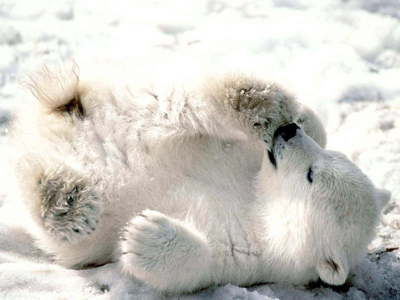 Cute Polar Bear Wallpapers