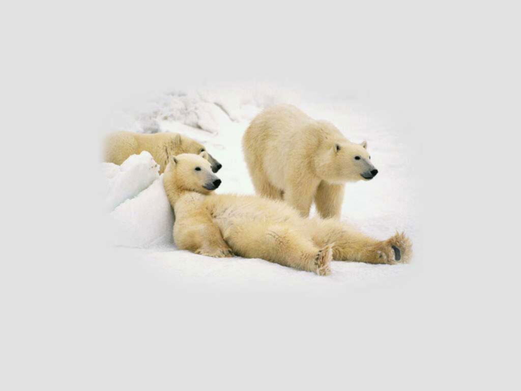Cute Polar Bear Wallpapers