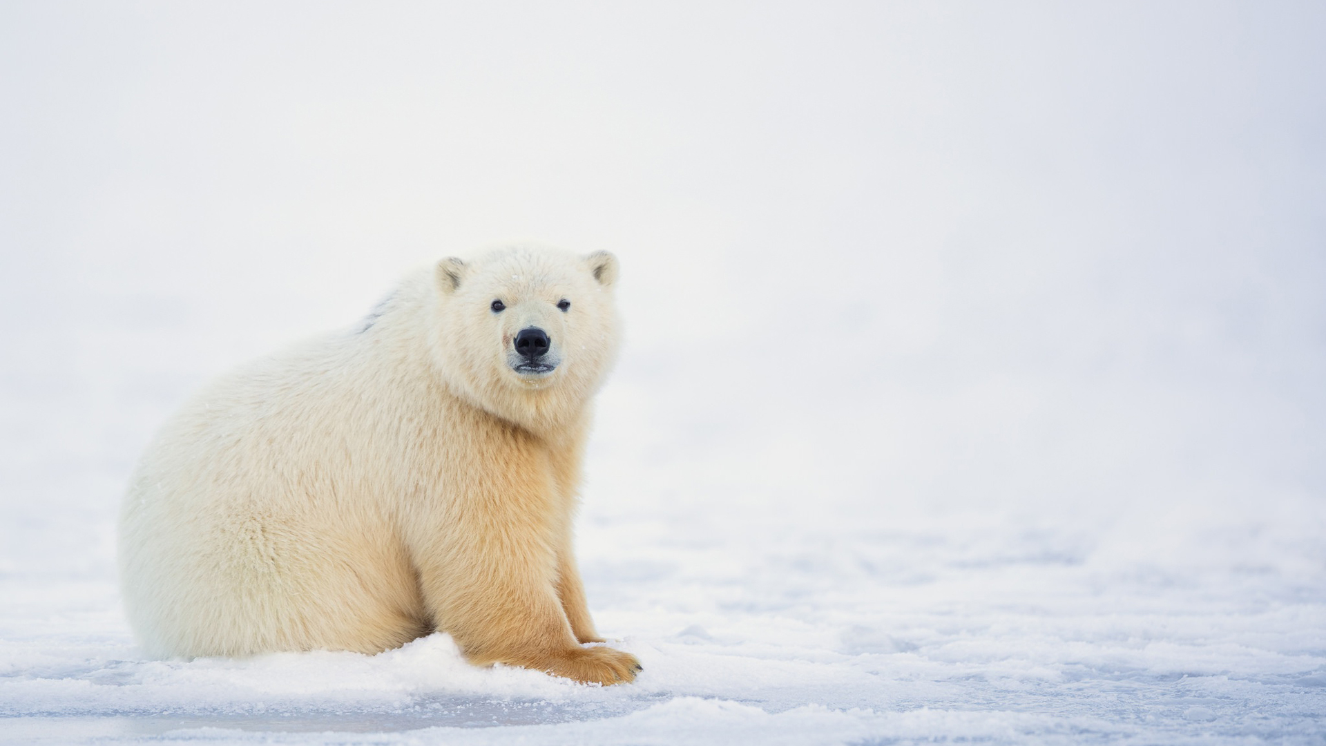 Cute Polar Bear Wallpapers