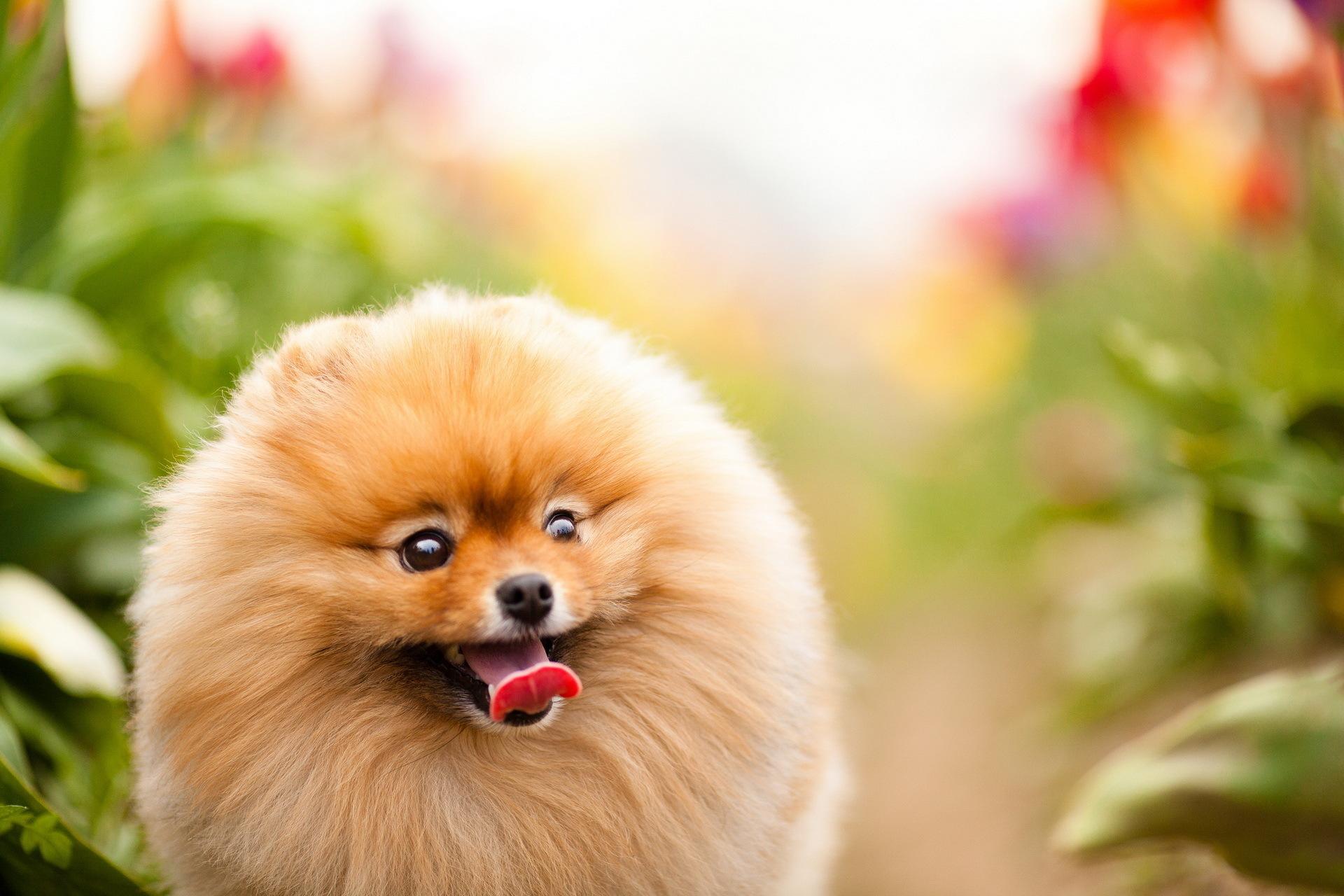 Cute Pomeranian Wallpapers