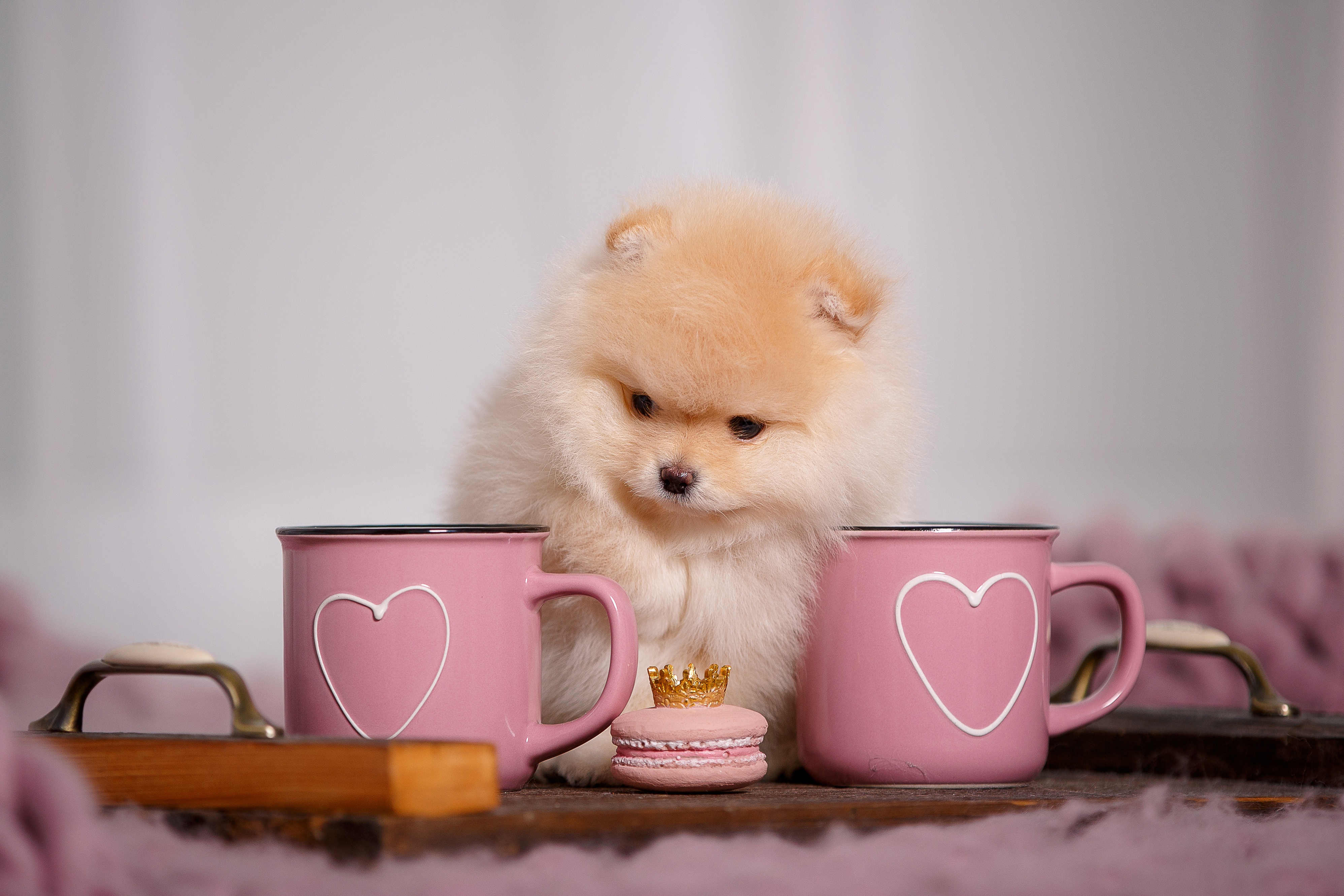 Cute Pomeranian Wallpapers