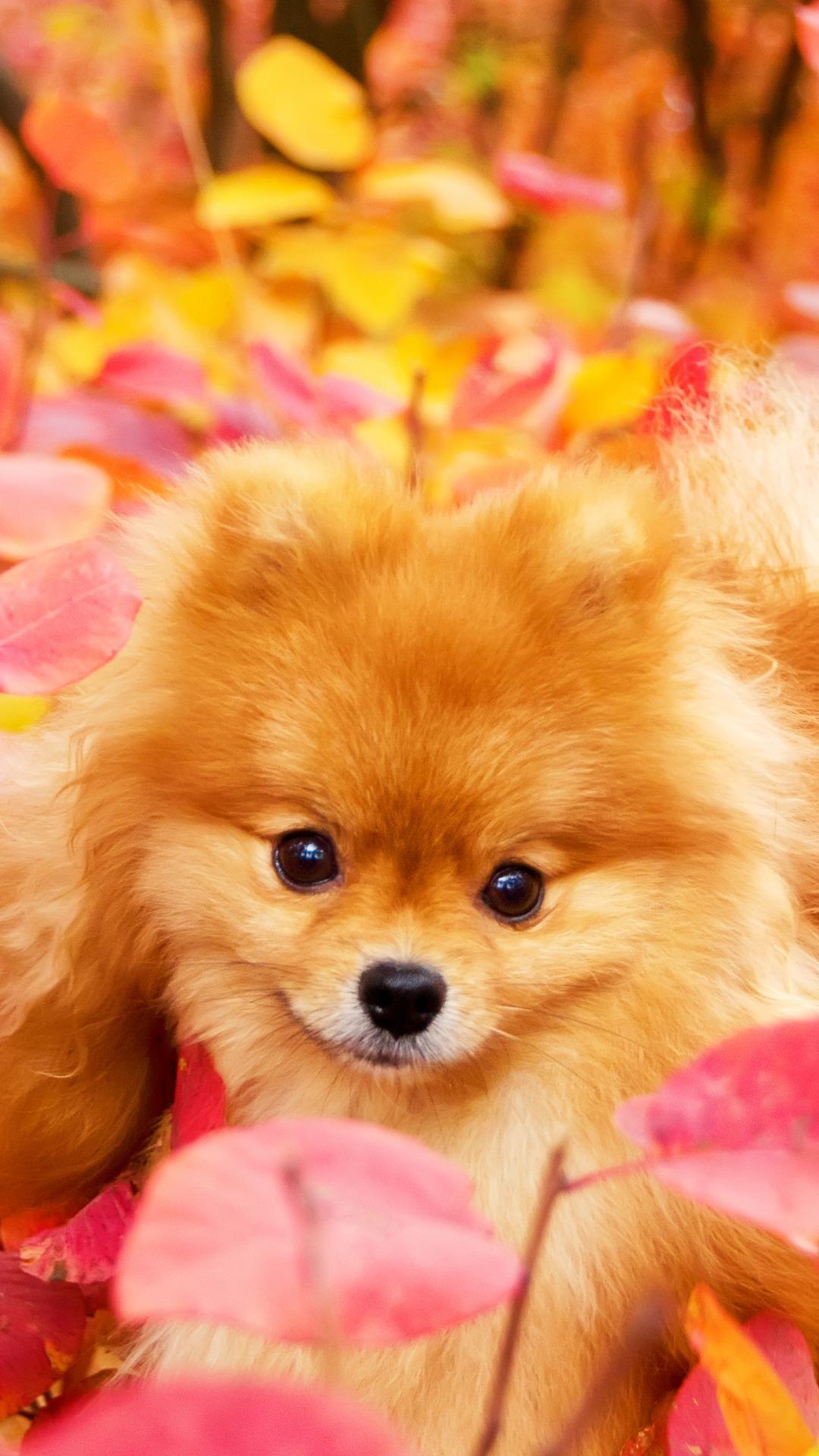 Cute Pomeranian Wallpapers