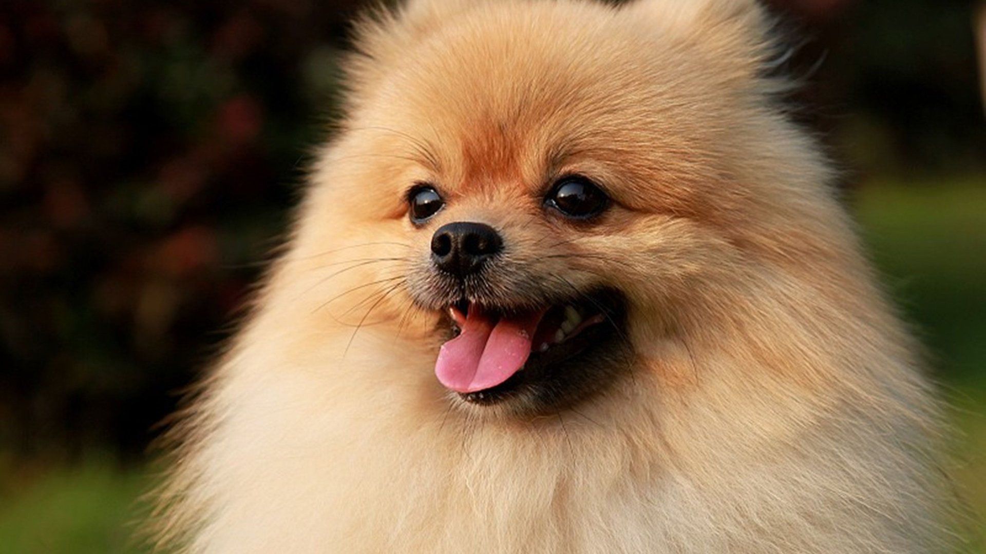 Cute Pomeranian Wallpapers