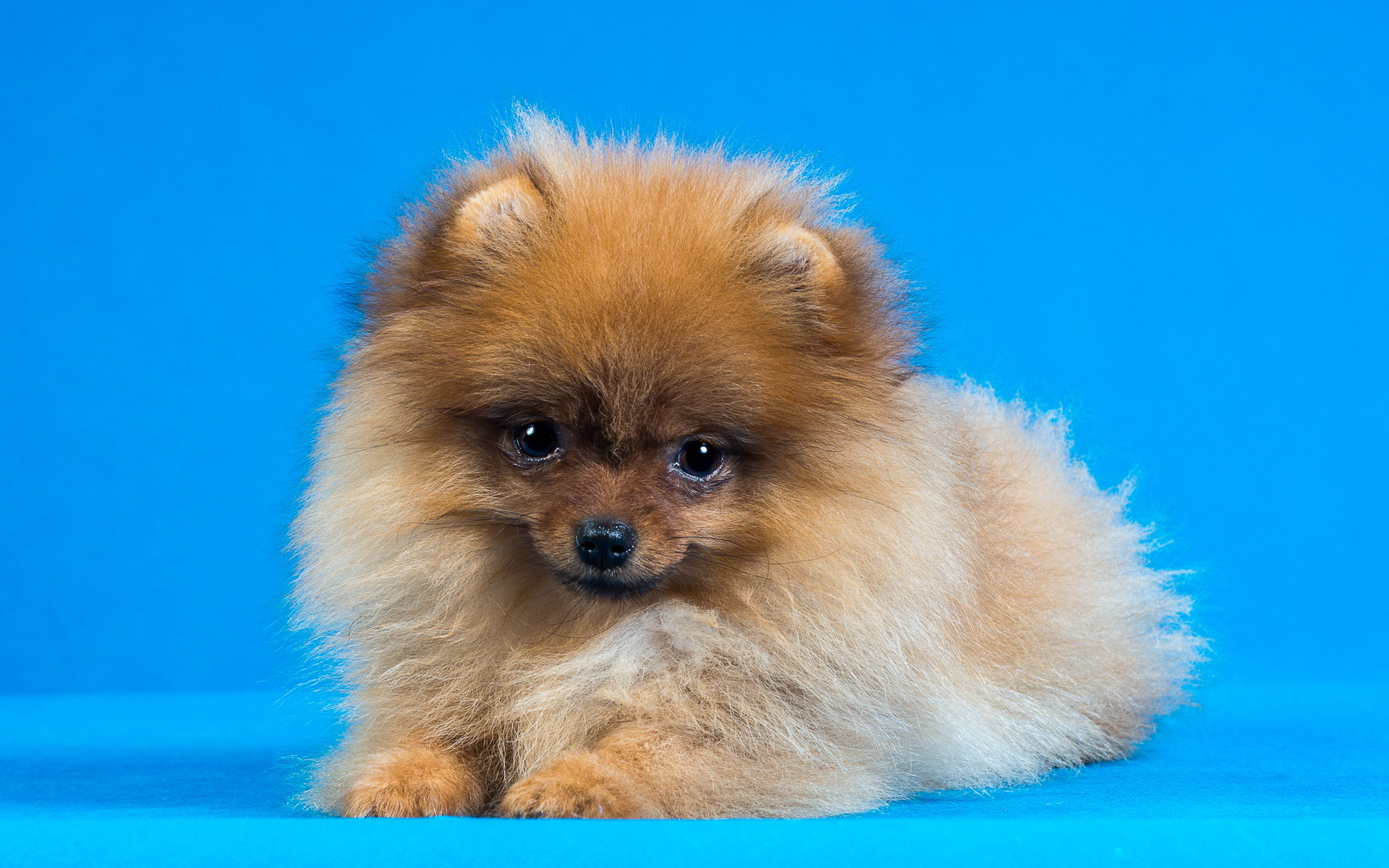 Cute Pomeranian Wallpapers