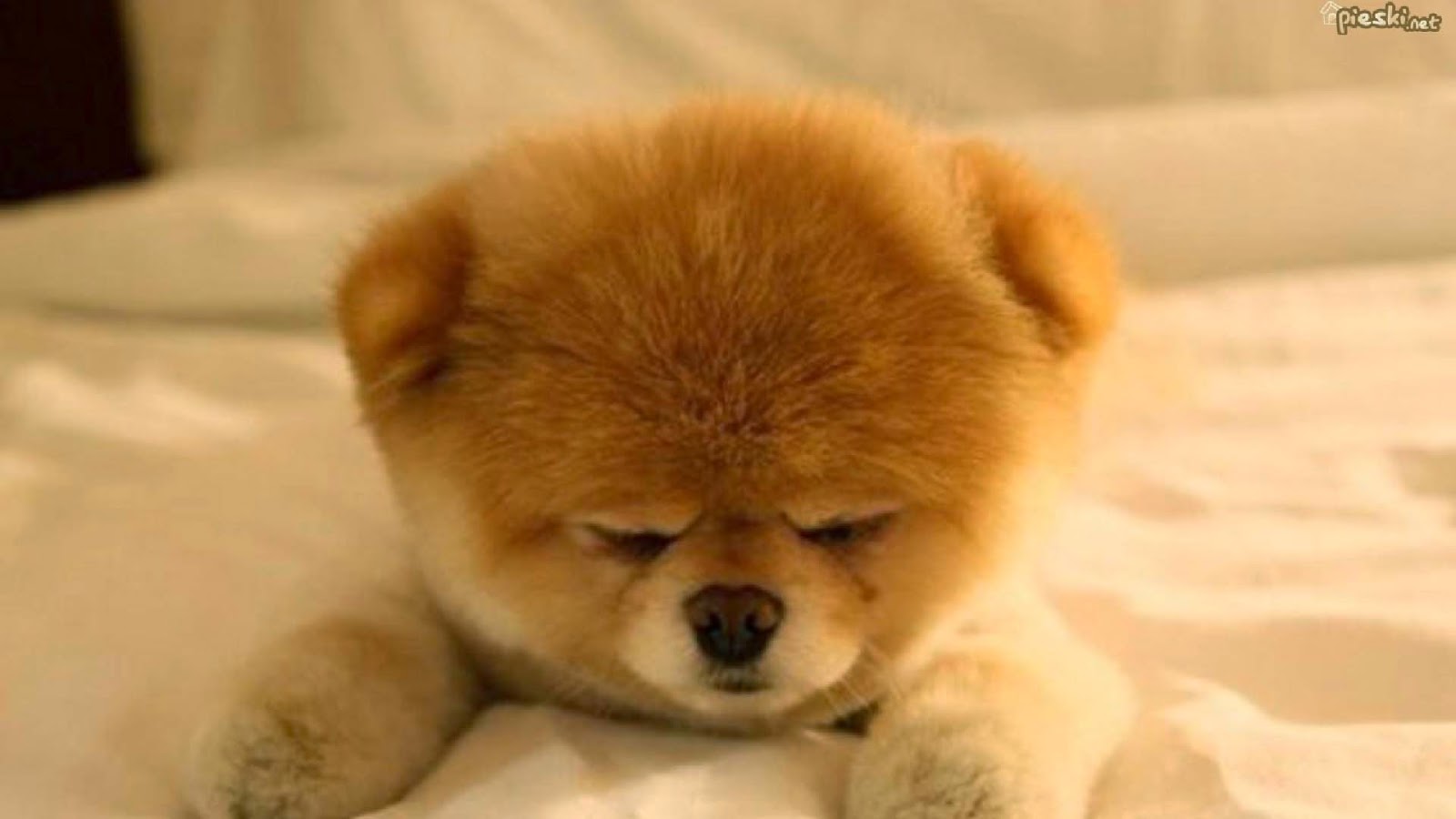 Cute Pomeranian Wallpapers